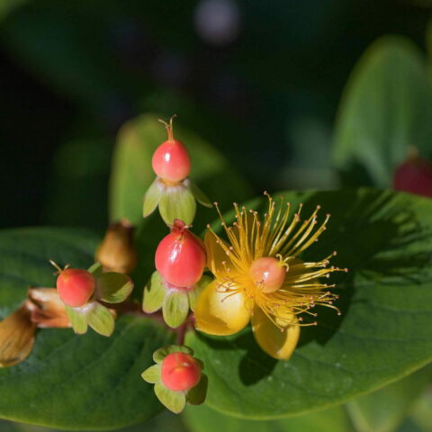 Hypericum x inodorum "Magical Beauty"