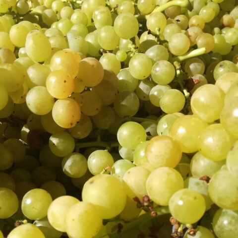Uva da tavola bianca "Moscato Giallo"