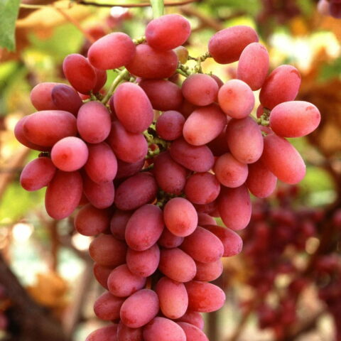 Uva da tavola rossa "Crimson Seedless"