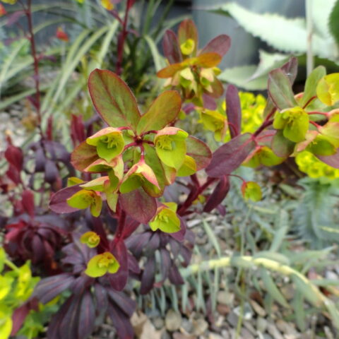 Euphorbia amygdaloides "Ruby Glow"
