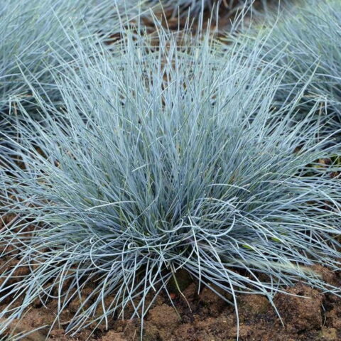 Festuca glauca "Elijah Blue"