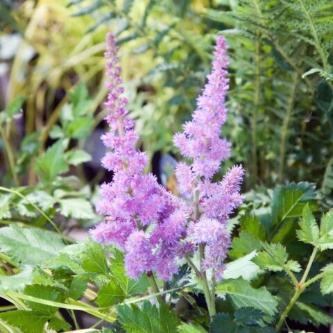Astilbe chinensis "Vision"
