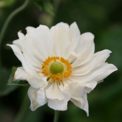 Anemone x hybrida "Whirlwind"