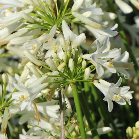 Agapanthus "Pitchoune White"