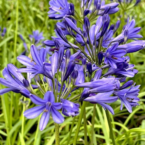 Agapanthus "Brilliant Blue"