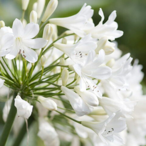 Agapanthus "Arctic Star"