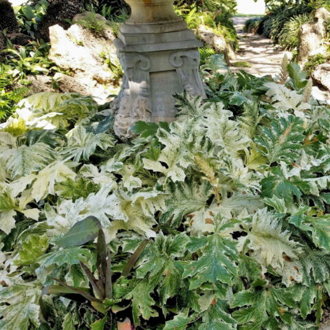 Acanthus mollis "Whitewater"