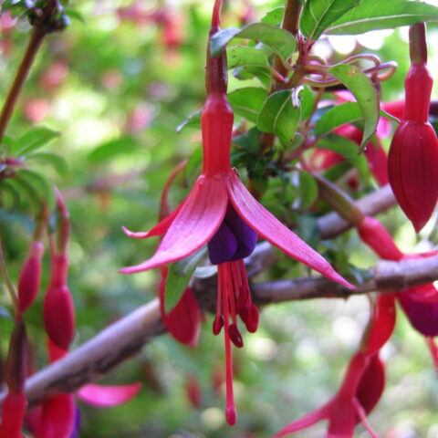 Fuchsia magellanica