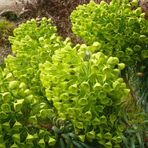 Euphorbia characias subsp. wulfenii