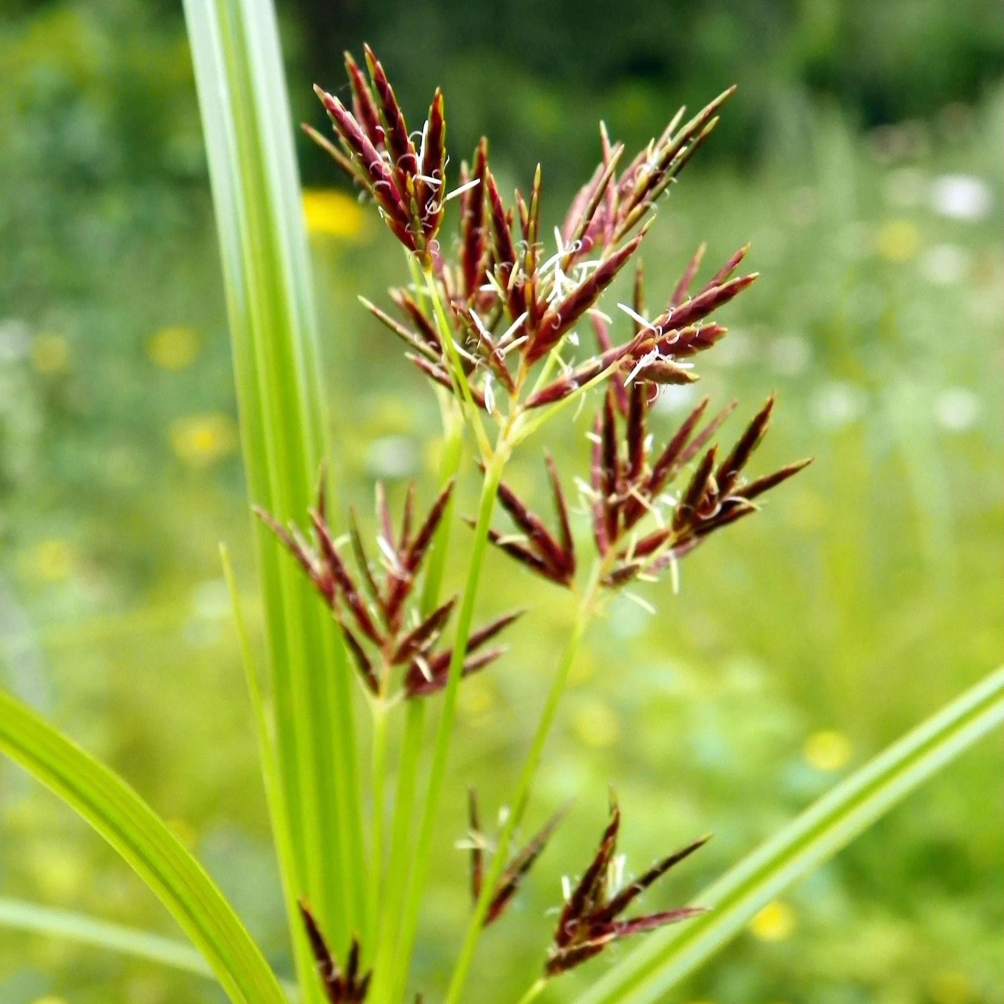 Cyperus longus