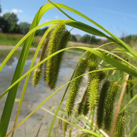 Carex pseudocyperus