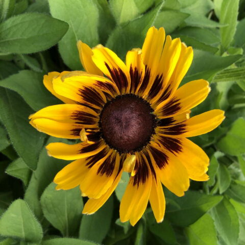 Rudbeckia "Summer daisy's Choco Sun"