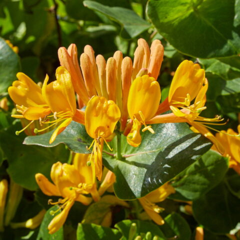 Lonicera x tellmanniana