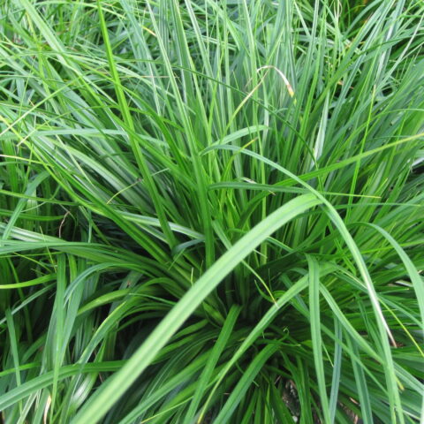 Carex oshimensis "Evergreen"