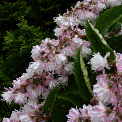 Deutzia scabra "Pride of Rochester"
