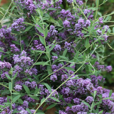 Buddleja alternifolia "Unique"