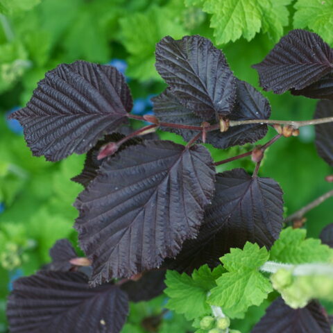 Corylus maxima "Purpurea"