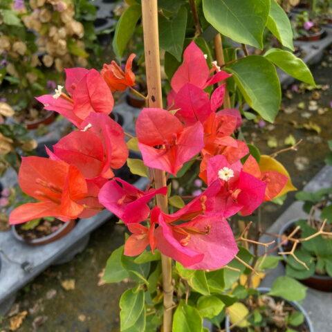 Bougainvillea "Don Mario"