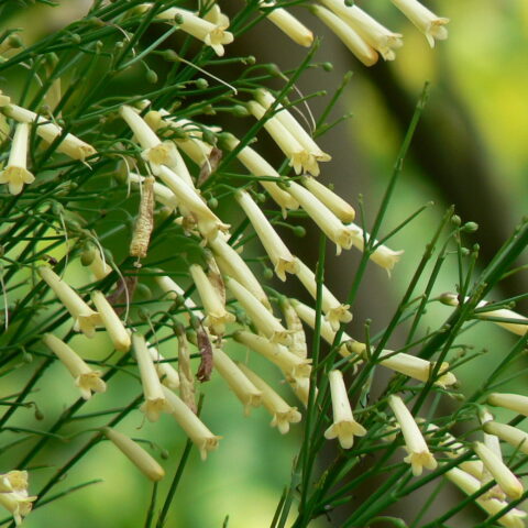 Russelia juncea "Alba"