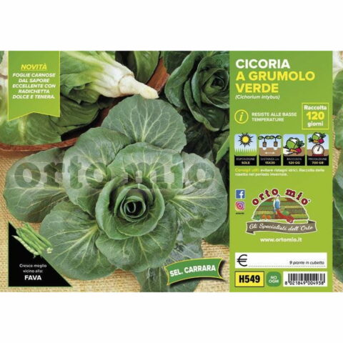 Cicoria e Radicchio grumolo verde "Carrara"