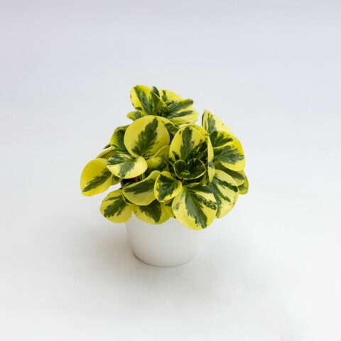 Peperomia obtusifolia "Green and Gold"