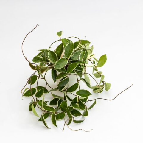 Hoya carnosa "Tricolor"
