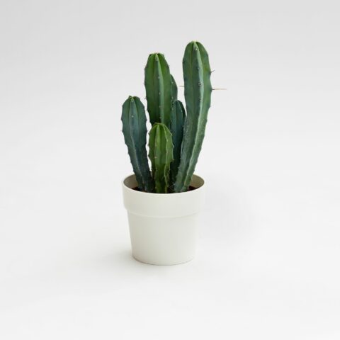 Myrtillocactus geometrizans