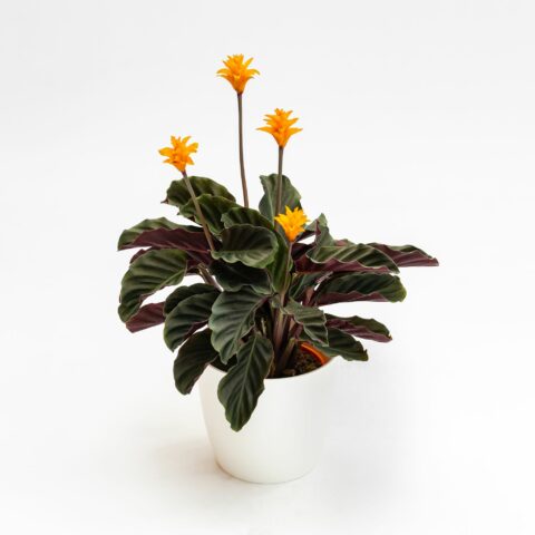Calathea crocata "Tassmania"