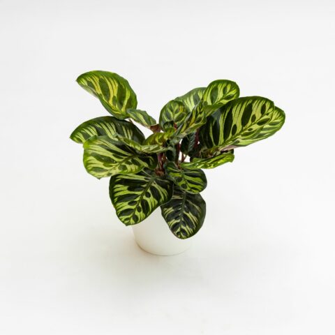Calathea makoyana