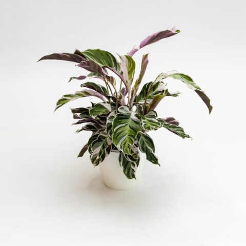 Calathea "Fusion White"