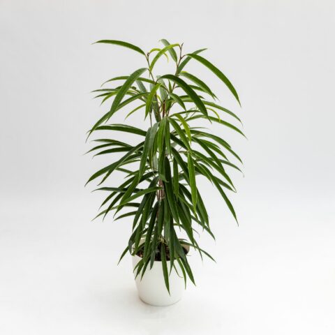 Ficus binnendijkii "Alii"
