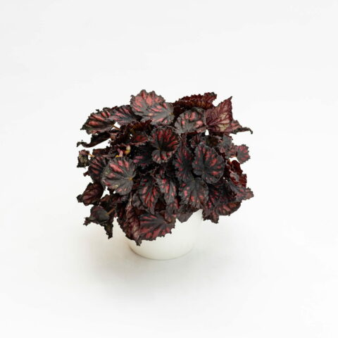 Begonia "Magic Colours Etna"