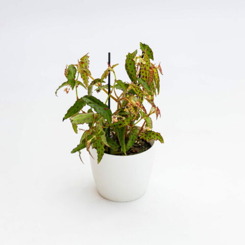 Begonia amphioxus