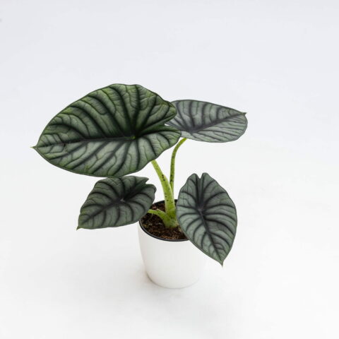 Alocasia "Argento Nebula"