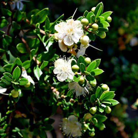 Myrtus communis "Tarentina"