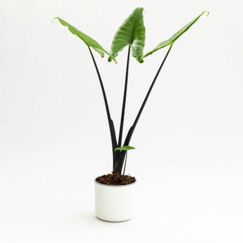 Alocasia "Black Zebrina"