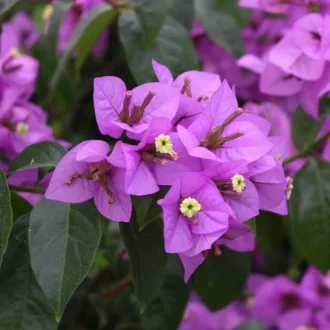 Bougainvillea x spectoglabra