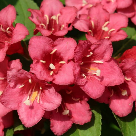 Weigela florida "Bristol Ruby"