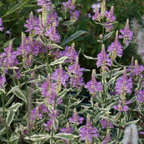 Physostegia virginiana "Variegata"