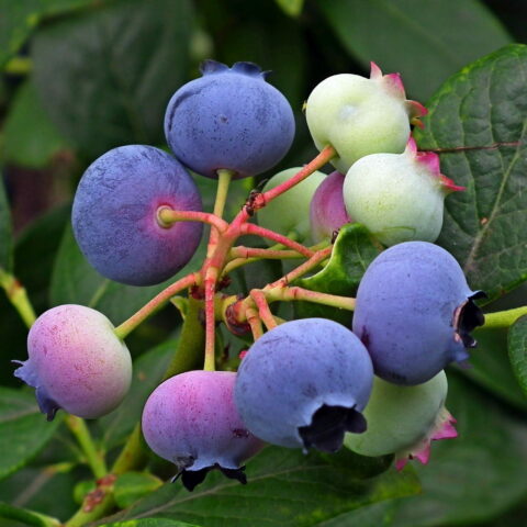 Mirtillo americano "Blue Crop" - Medio