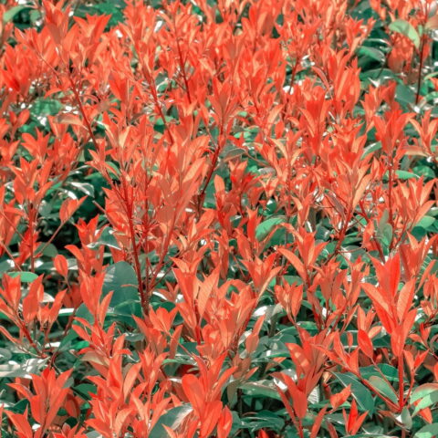 Photinia x fraseri "Chico Nana"