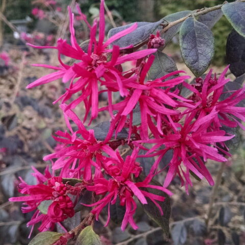 Loropetalum chinense "Ruby Runner"