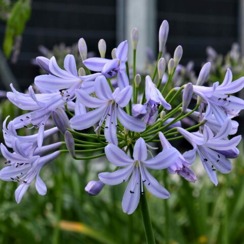 Agapanthus praecox ssp. minimus "Peter Pan"