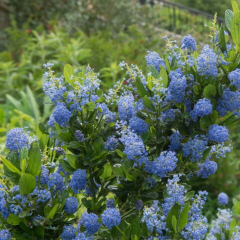 Ceanothus impressus "Victoria"