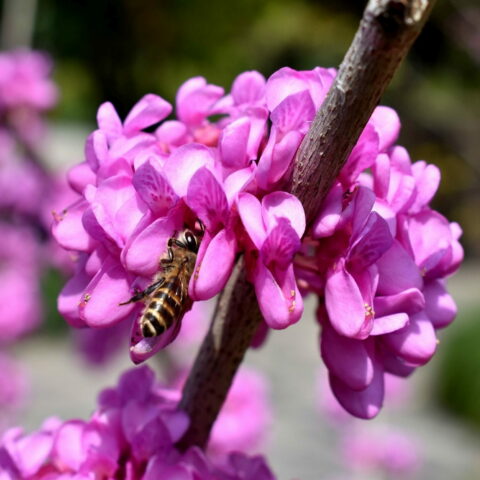 Cercis canadensis "Ruby Falls"