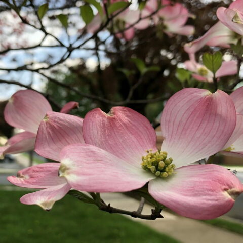 Cornus florida "Sunset"