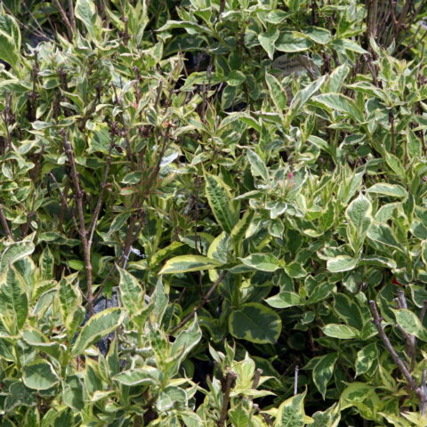 Weigela florida "Nana Variegata"