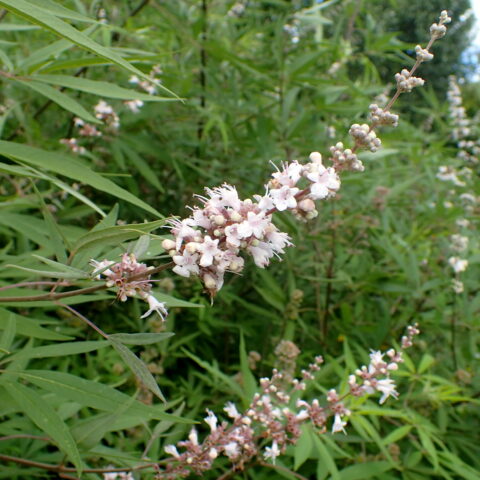 Vitex agnus-castus "Alba"