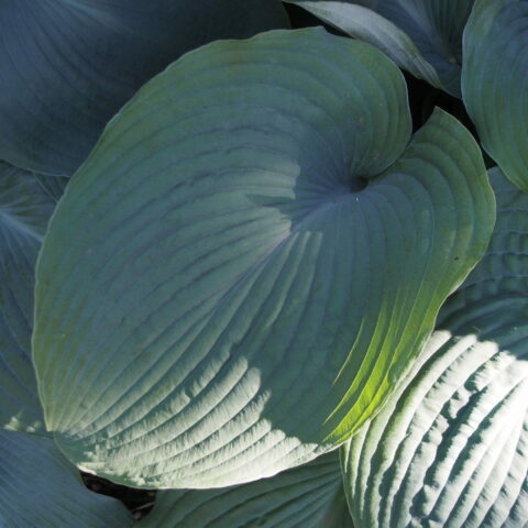 Hosta "Blue Angel"