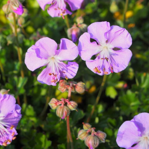Geranium dalmaticum